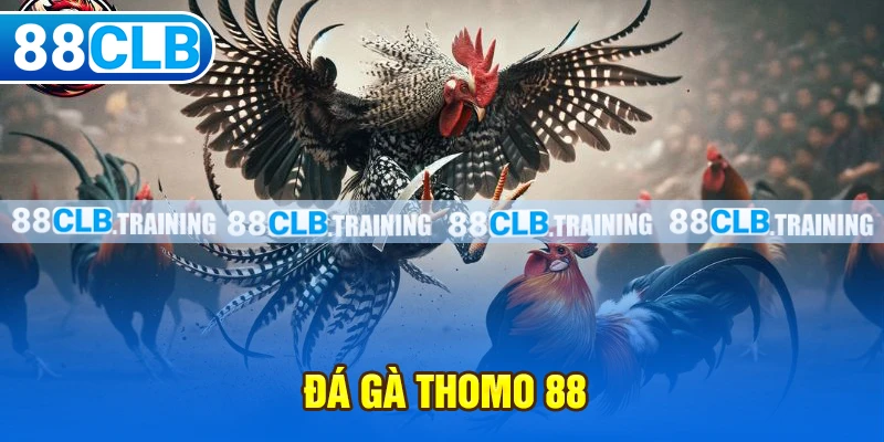 Đá Gà Thomo 88 Và Những Thông Tin Hữu Ích Bạn Cần Nên Biết - ri88