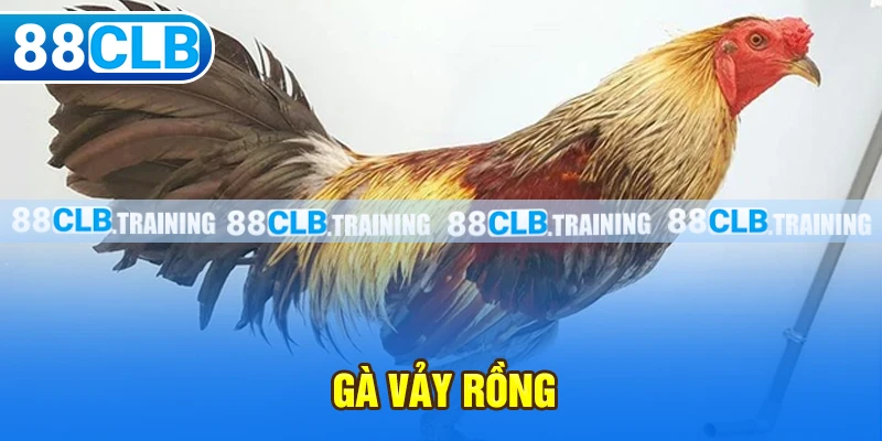 Gà Vảy Rồng - Chiến Kê Với Sức Mạnh Và Tốc Độ Vượt Trội - ri88