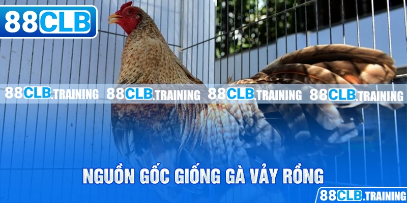 Gà Vảy Rồng - Chiến Kê Với Sức Mạnh Và Tốc Độ Vượt Trội - ri88
