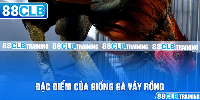 Gà Vảy Rồng - Chiến Kê Với Sức Mạnh Và Tốc Độ Vượt Trội - ri88