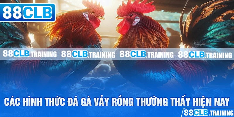 Gà Vảy Rồng - Chiến Kê Với Sức Mạnh Và Tốc Độ Vượt Trội - ri88