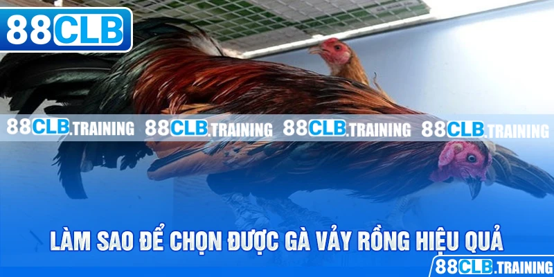 Gà Vảy Rồng - Chiến Kê Với Sức Mạnh Và Tốc Độ Vượt Trội - ri88