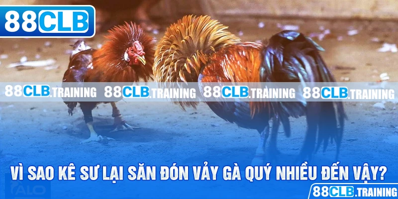 Tổng Hợp Những Vảy Gà Quý Được Kê Thủ Săn Đón Nhất Hiện Nay - ri88