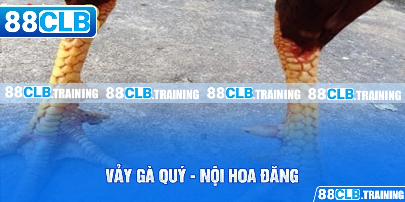 Tổng Hợp Những Vảy Gà Quý Được Kê Thủ Săn Đón Nhất Hiện Nay - ri88