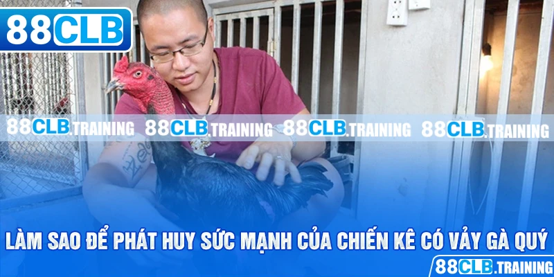 Tổng Hợp Những Vảy Gà Quý Được Kê Thủ Săn Đón Nhất Hiện Nay - ri88