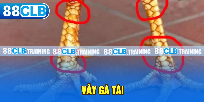 Vảy Gà Tài – Bí Quyết Lựa Chọn Chiến Kê Chuẩn Cho Tân Binh - ri88