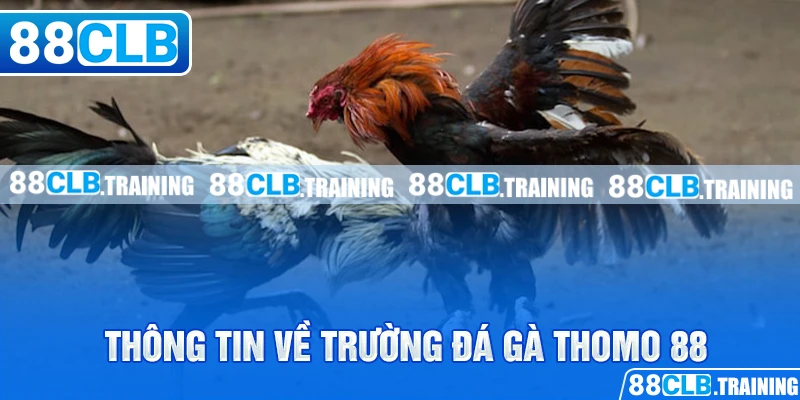 Đá Gà Thomo 88 Và Những Thông Tin Hữu Ích Bạn Cần Nên Biết - ri88