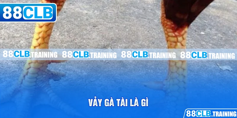 Vảy Gà Tài – Bí Quyết Lựa Chọn Chiến Kê Chuẩn Cho Tân Binh - ri88