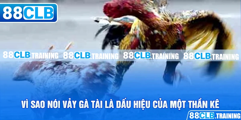 Vảy Gà Tài – Bí Quyết Lựa Chọn Chiến Kê Chuẩn Cho Tân Binh - ri88