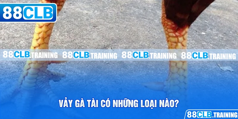 Vảy Gà Tài – Bí Quyết Lựa Chọn Chiến Kê Chuẩn Cho Tân Binh - ri88
