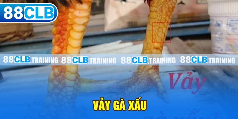 Vảy Gà Xấu Và Những Vấn Đề Cần Lưu Tâm Của Người Chơi - ri88