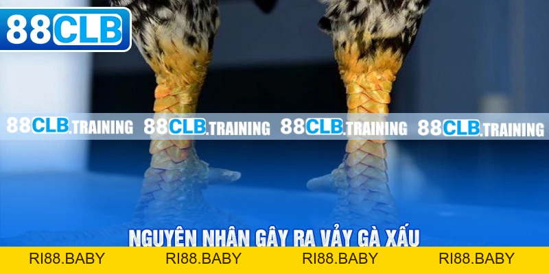 Vảy Gà Xấu Và Những Vấn Đề Cần Lưu Tâm Của Người Chơi - ri88