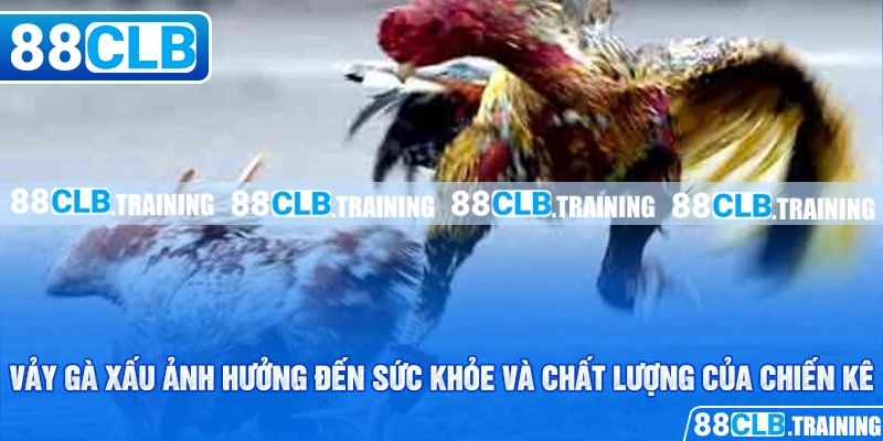 Vảy Gà Xấu Và Những Vấn Đề Cần Lưu Tâm Của Người Chơi - ri88