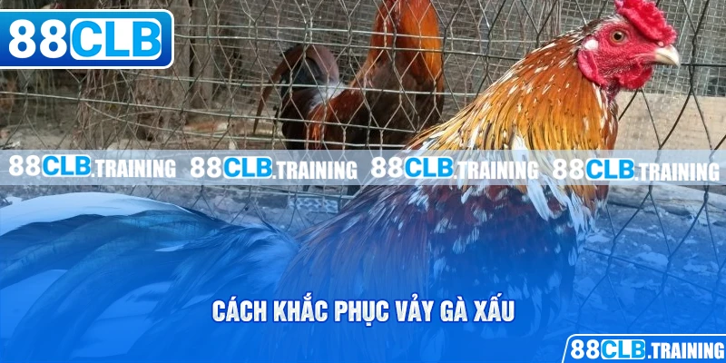 Vảy Gà Xấu Và Những Vấn Đề Cần Lưu Tâm Của Người Chơi - ri88