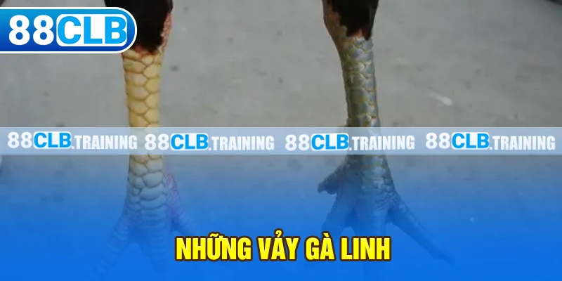 Những Vảy Gà Linh Thường Gặp Và Một Số Điều Cần Biết - ri88
