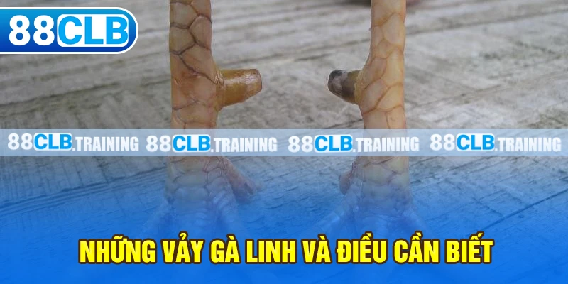 Những Vảy Gà Linh Thường Gặp Và Một Số Điều Cần Biết - ri88