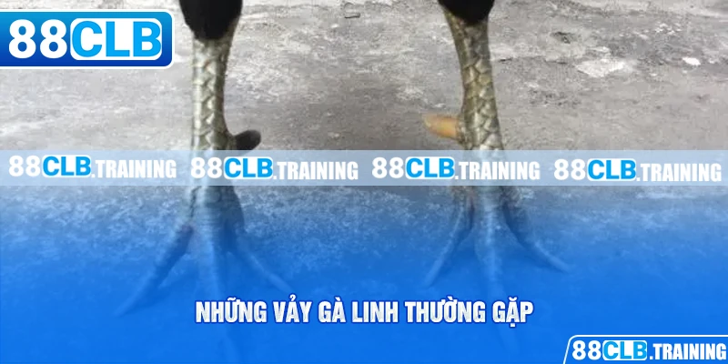 Những Vảy Gà Linh Thường Gặp Và Một Số Điều Cần Biết - ri88