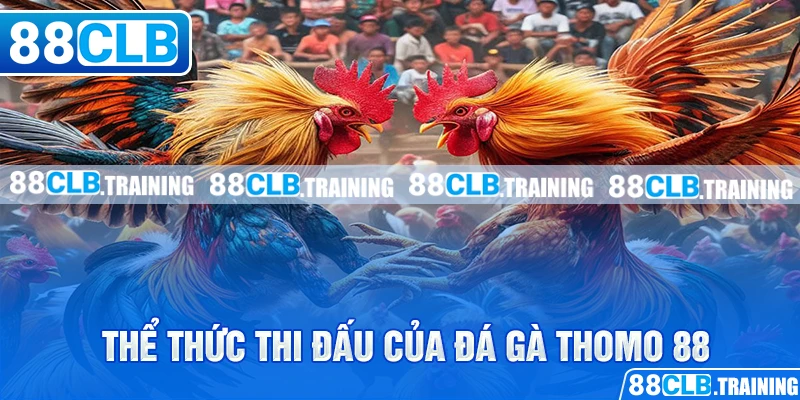 Đá Gà Thomo 88 Và Những Thông Tin Hữu Ích Bạn Cần Nên Biết - ri88
