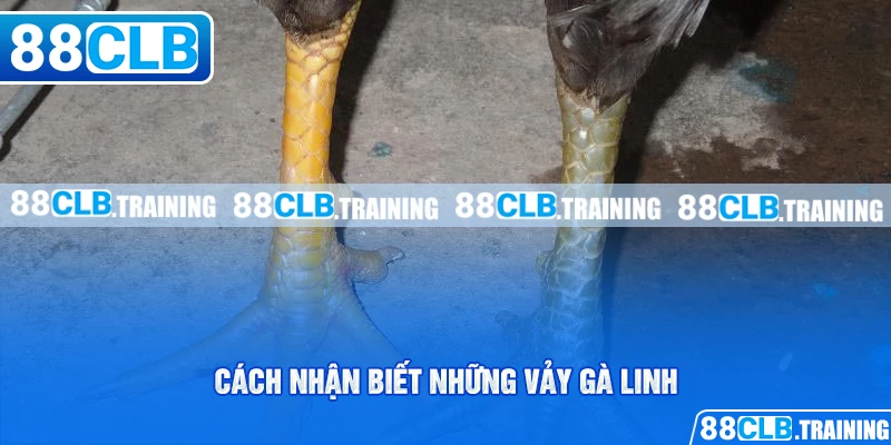 Những Vảy Gà Linh Thường Gặp Và Một Số Điều Cần Biết - ri88