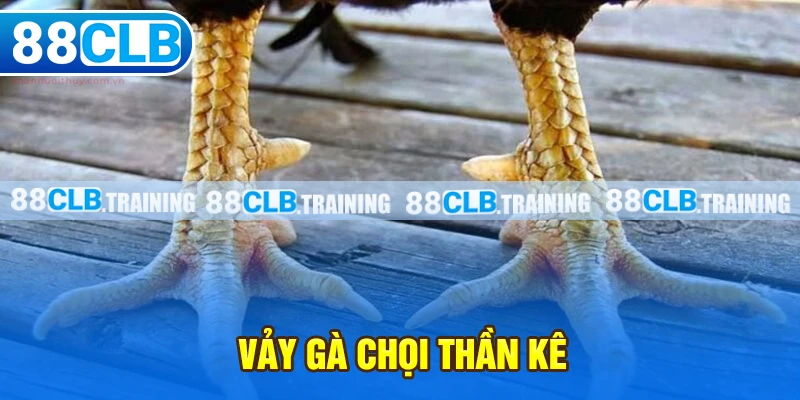 Vảy Gà Chọi Thần Kê Mang May Mắn Và Tài Lộc Cho Người Chơi - ri88