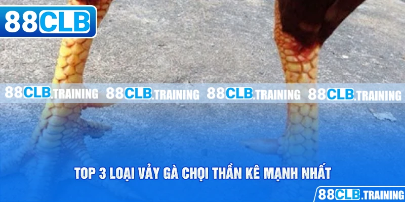 Vảy Gà Chọi Thần Kê Mang May Mắn Và Tài Lộc Cho Người Chơi - ri88