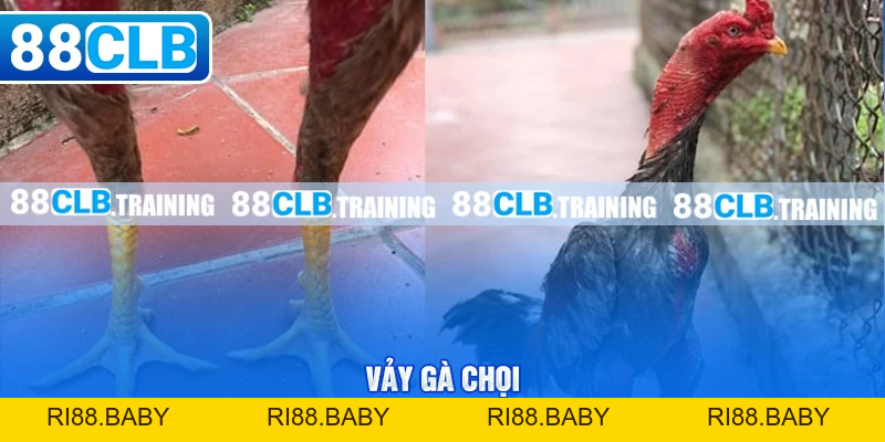 88CLB Lừa Đảo - Thực Hư Thông Tin Và Phản Ứng Của Nhà Cái - ri88