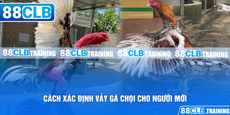 Cách Xác Định Vảy Gà Chọi Đơn Giản Cho Người Chơi Mới - ri88
