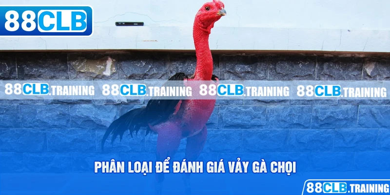Cách Xác Định Vảy Gà Chọi Đơn Giản Cho Người Chơi Mới - ri88
