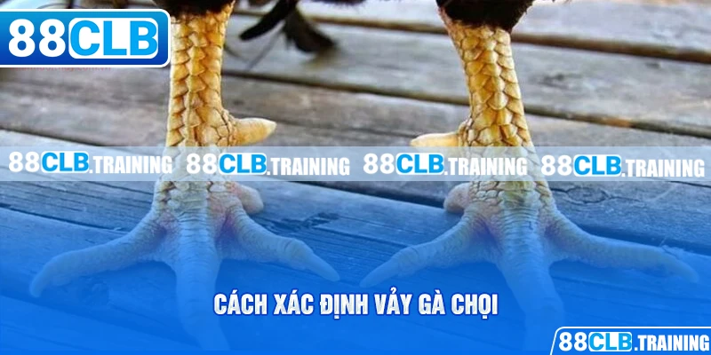 Cách Xác Định Vảy Gà Chọi Đơn Giản Cho Người Chơi Mới - ri88