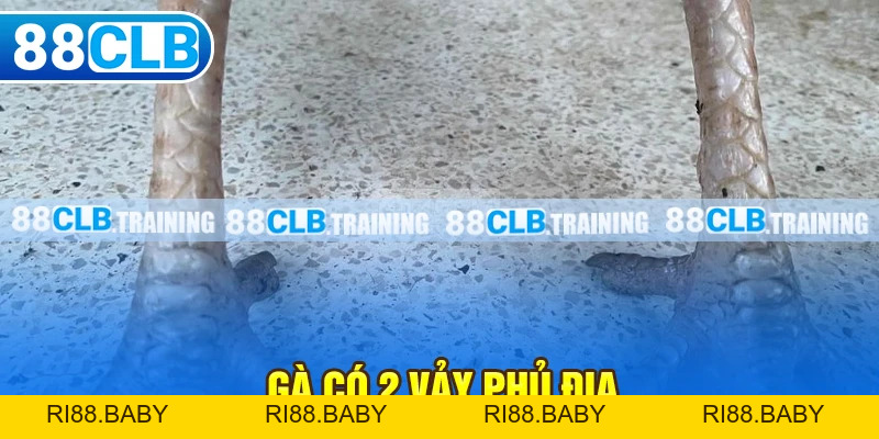 Tin Tức 88CLB - ri88