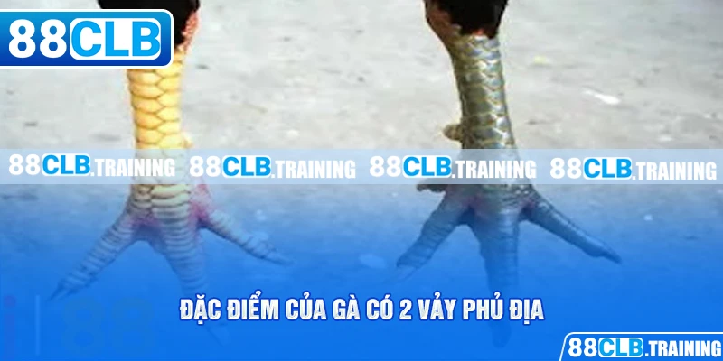 Gà Có 2 Vảy Phủ Địa Và Những Bí Mật Người Chơi Cần Biết - ri88
