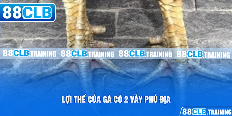 Gà Có 2 Vảy Phủ Địa Và Những Bí Mật Người Chơi Cần Biết - ri88