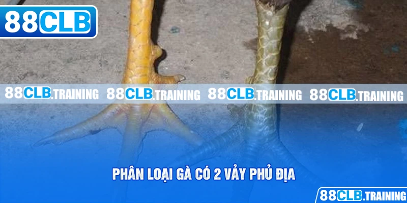 Gà Có 2 Vảy Phủ Địa Và Những Bí Mật Người Chơi Cần Biết - ri88