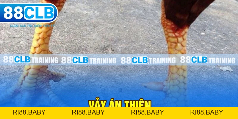 Vảy Án Thiên Bí Mật Chiến Thắng Của Các Chiến Kê - ri88