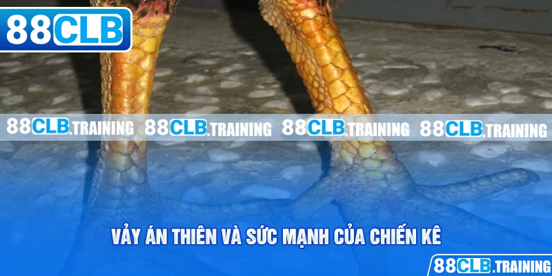 Vảy Án Thiên Bí Mật Chiến Thắng Của Các Chiến Kê - ri88