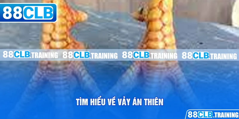 Vảy Án Thiên Bí Mật Chiến Thắng Của Các Chiến Kê - ri88