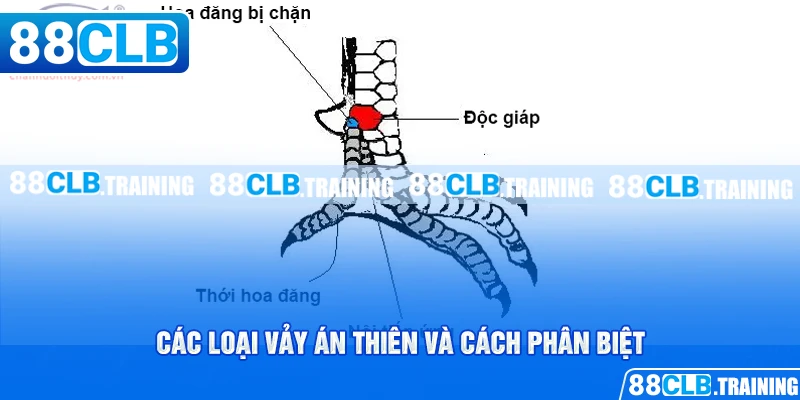 Vảy Án Thiên Bí Mật Chiến Thắng Của Các Chiến Kê - ri88