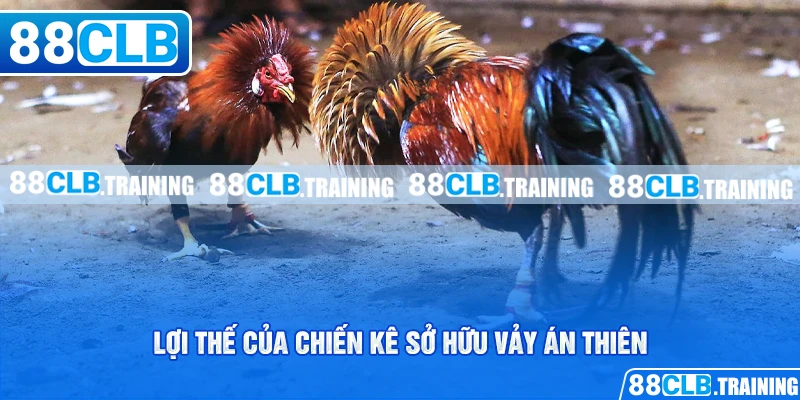 Vảy Án Thiên Bí Mật Chiến Thắng Của Các Chiến Kê - ri88