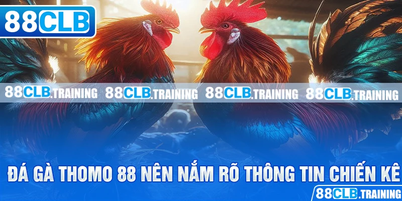Đá Gà Thomo 88 Và Những Thông Tin Hữu Ích Bạn Cần Nên Biết - ri88