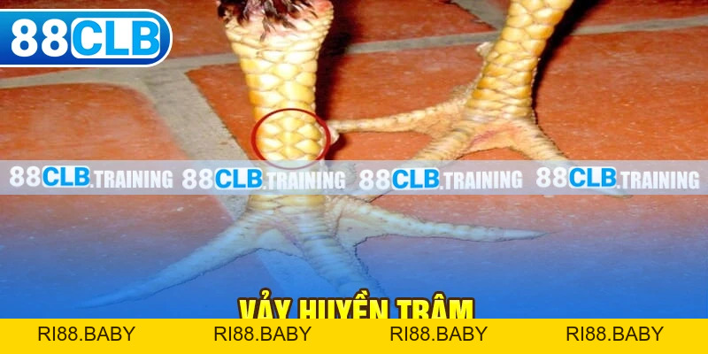 88CLB Lừa Đảo - Thực Hư Thông Tin Và Phản Ứng Của Nhà Cái - ri88