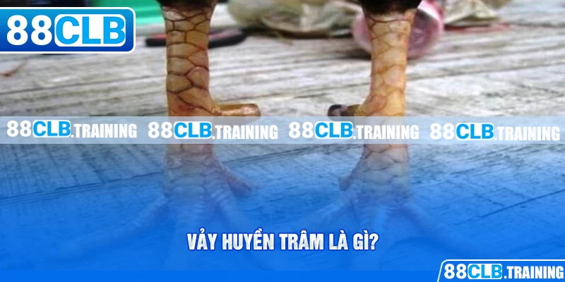 Vảy Huyền Trâm - Giới Thiệu Loại Vảy Đặc Biệt Ở Chiến Kê - ri88