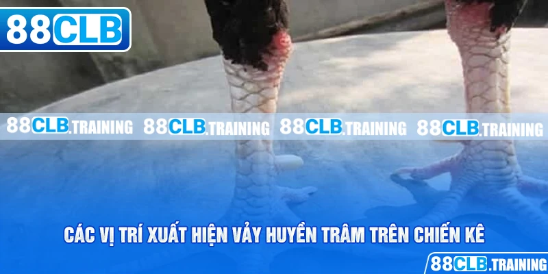 Vảy Huyền Trâm - Giới Thiệu Loại Vảy Đặc Biệt Ở Chiến Kê - ri88