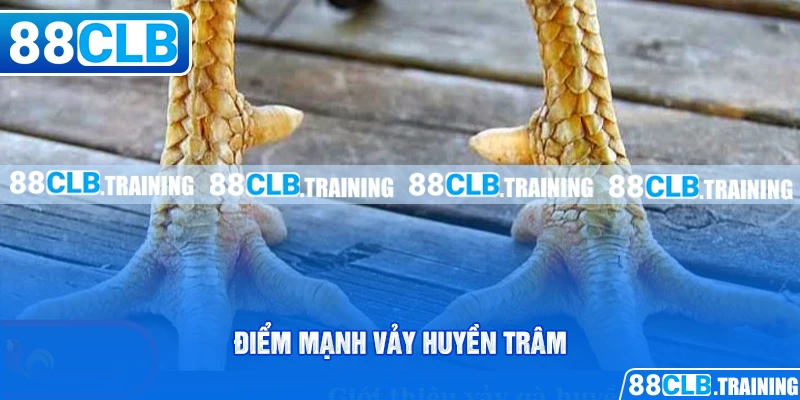 Vảy Huyền Trâm - Giới Thiệu Loại Vảy Đặc Biệt Ở Chiến Kê - ri88