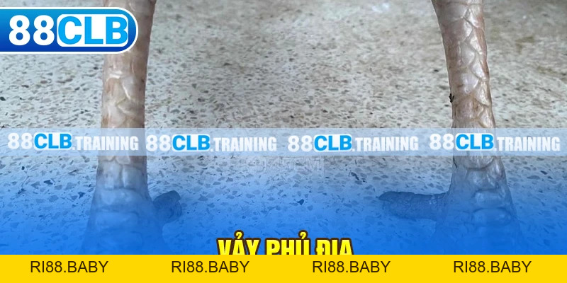 88CLB Lừa Đảo - Thực Hư Thông Tin Và Phản Ứng Của Nhà Cái - ri88