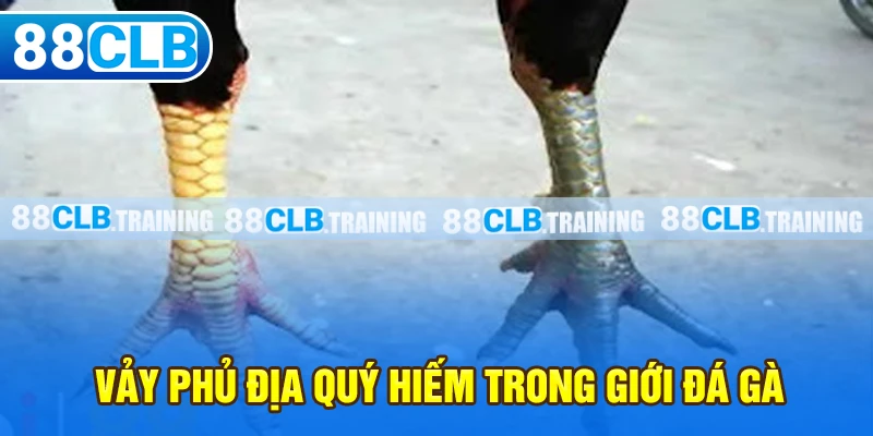Vảy Phủ Địa Là Gì? Lợi Thế Của Các Chiến Kê Khi Sở Hữu Vảy - ri88