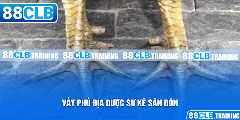 Vảy Phủ Địa Là Gì? Lợi Thế Của Các Chiến Kê Khi Sở Hữu Vảy - ri88
