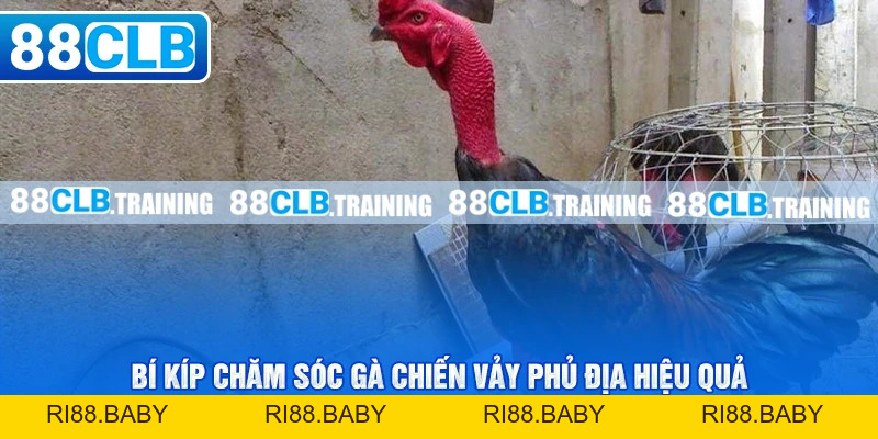 Vảy Phủ Địa Là Gì? Lợi Thế Của Các Chiến Kê Khi Sở Hữu Vảy - ri88