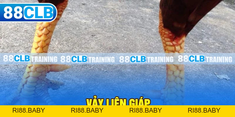 Vảy Liên Giáp Là Gì? Tìm Hiểu Thông Tin Về Loại Vảy Hiếm Gặp - ri88