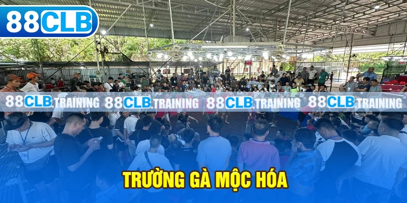 Trường Gà Mộc Hóa – Nơi Hội Tụ Những Trận Đấu Hấp Dẫn - ri88