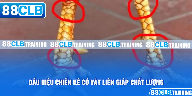 Vảy Liên Giáp Là Gì? Tìm Hiểu Thông Tin Về Loại Vảy Hiếm Gặp - ri88